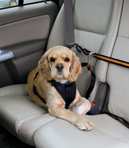 Pet Travel Safety